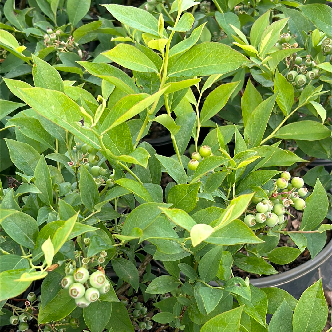 Brightwell Blueberry with sweet light blue fruit and green foliage