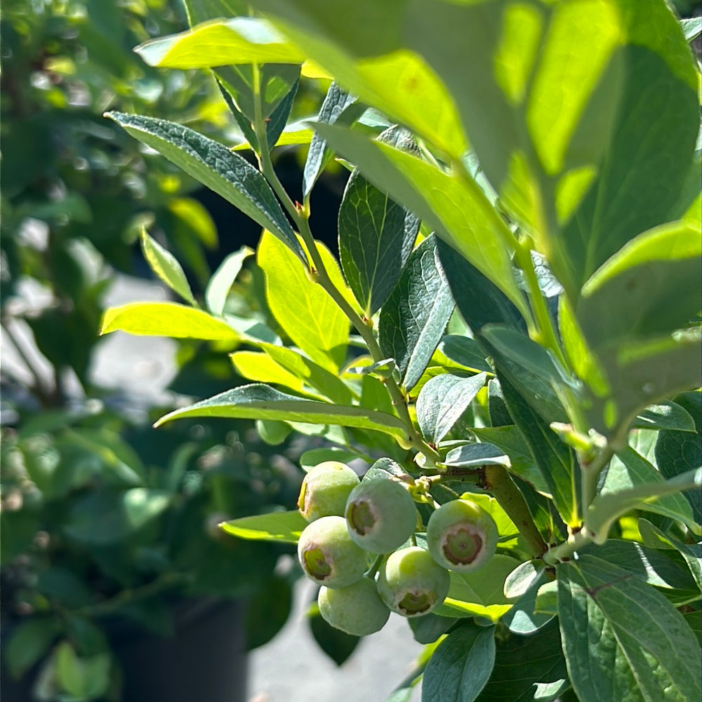 Brightwell Blueberry with sweet light blue fruit and green foliage