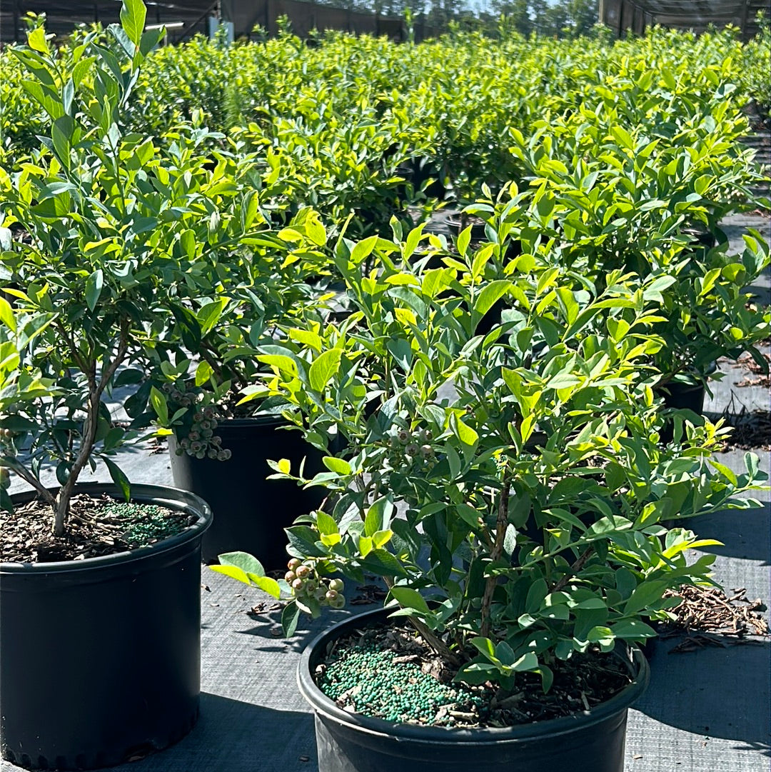 Brightwell Blueberry with sweet light blue fruit and green foliage