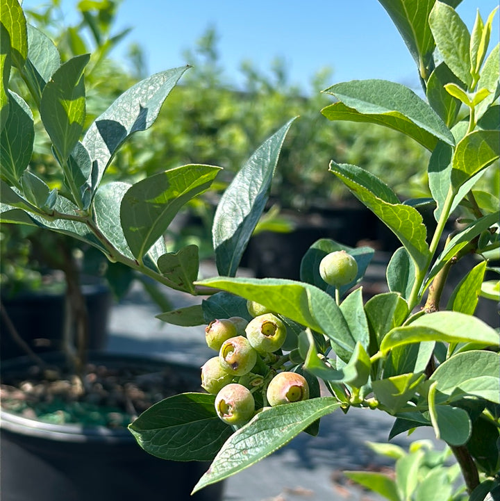Brightwell Blueberry with sweet light blue fruit and green foliage