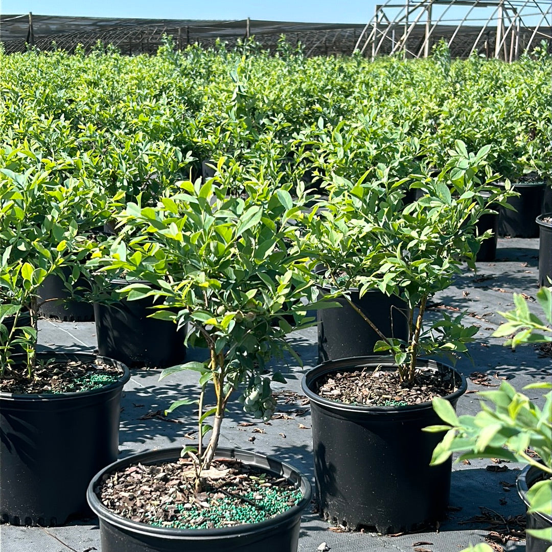 Brightwell Blueberry with sweet light blue fruit and green foliage