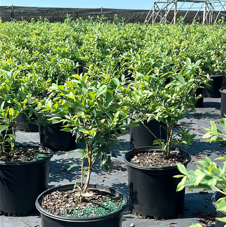 Brightwell Blueberry with sweet light blue fruit and green foliage