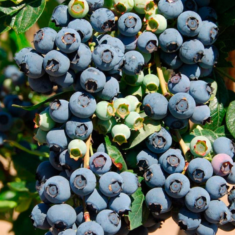 Brightwell Blueberry with sweet light blue fruit and green foliage