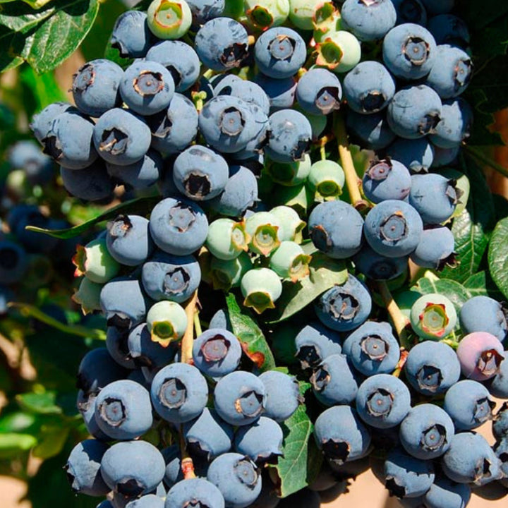 Brightwell Blueberry with sweet light blue fruit and green foliage