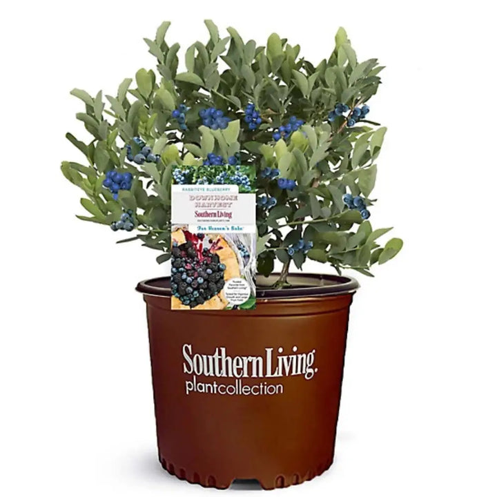 Hello Darlin Blueberry with ripe blue fruit and red fall foliage