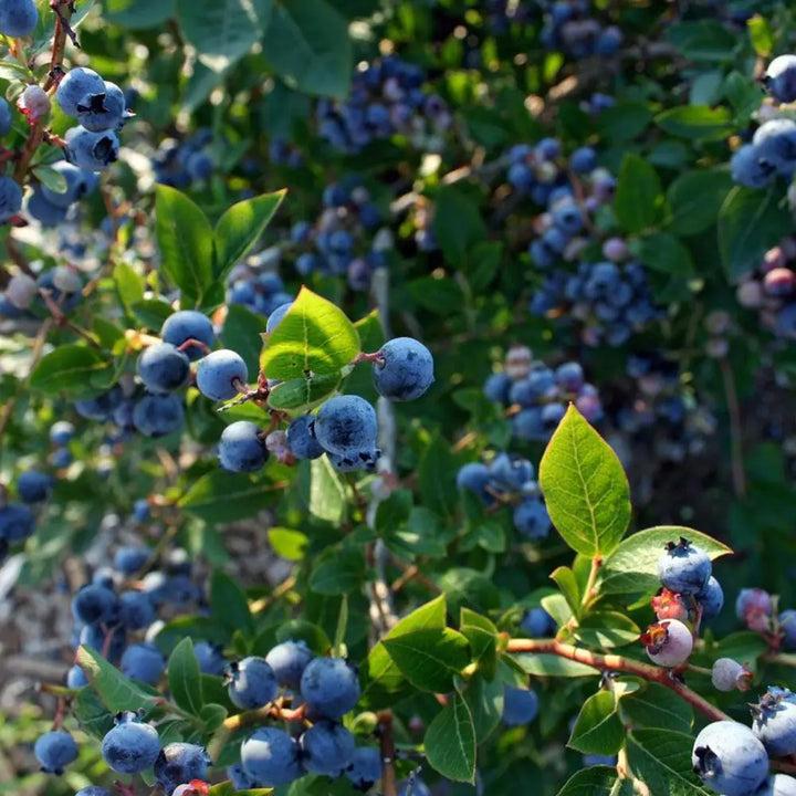 Hello Darlin Blueberry with ripe blue fruit and red fall foliage