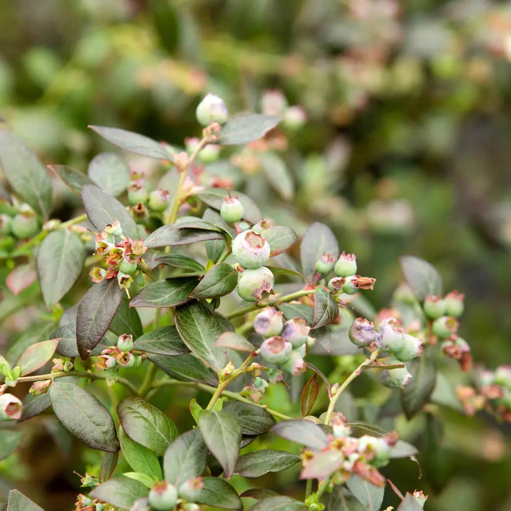 Hello Darlin Blueberry with ripe blue fruit and red fall foliage