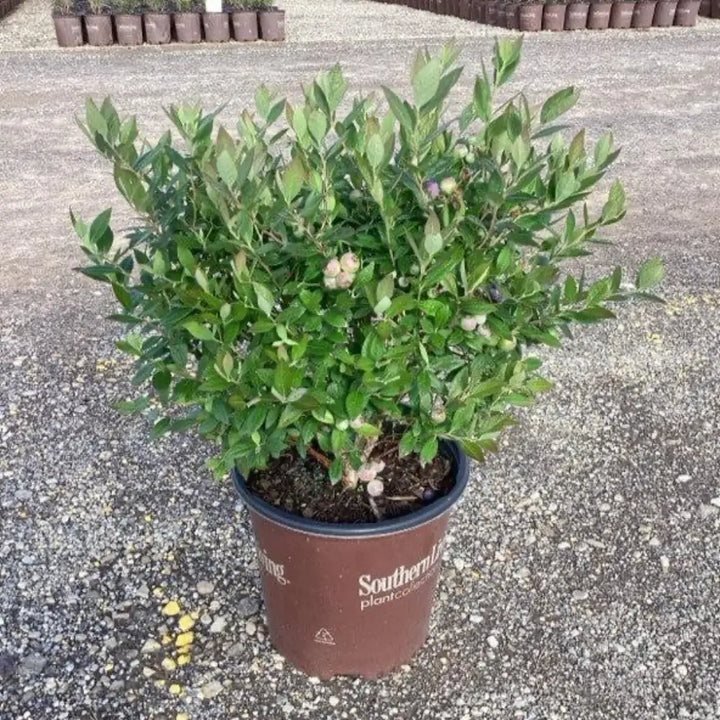 Hello Darlin Blueberry with ripe blue fruit and red fall foliage