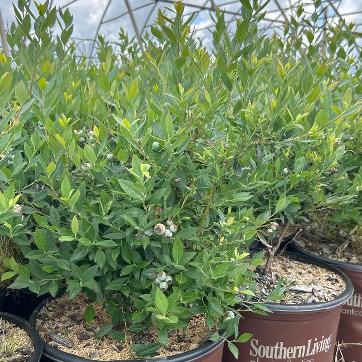 Hello Darlin Blueberry with ripe blue fruit and red fall foliage