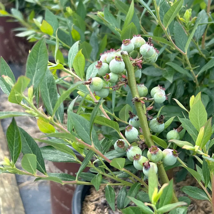 Hello Darlin Blueberry with ripe blue fruit and red fall foliage
