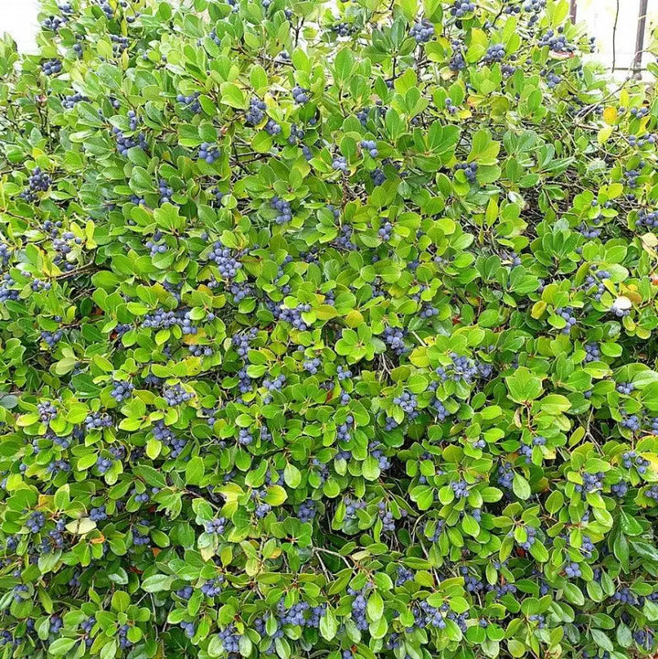 Hello Darlin Blueberry with ripe blue fruit and red fall foliage