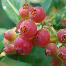 Pink Lemonade Blueberry with pink berries and orange red fall foliage