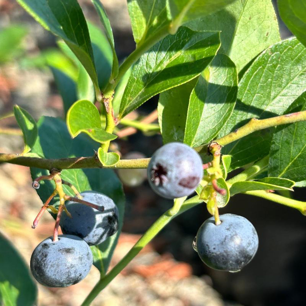 Premier Rabbiteye Blueberry with large sweet light blue berries