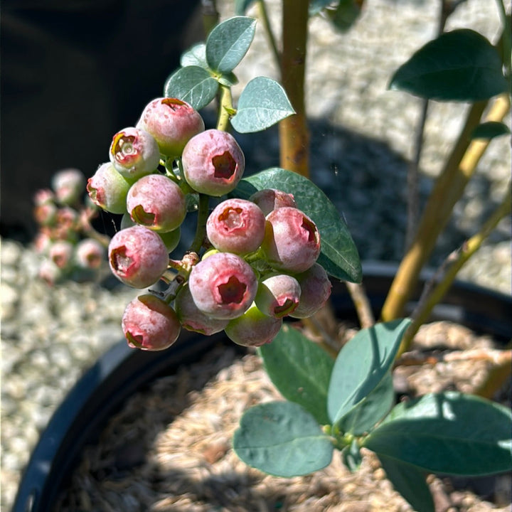 Titan Blueberry with very large bright blue berries