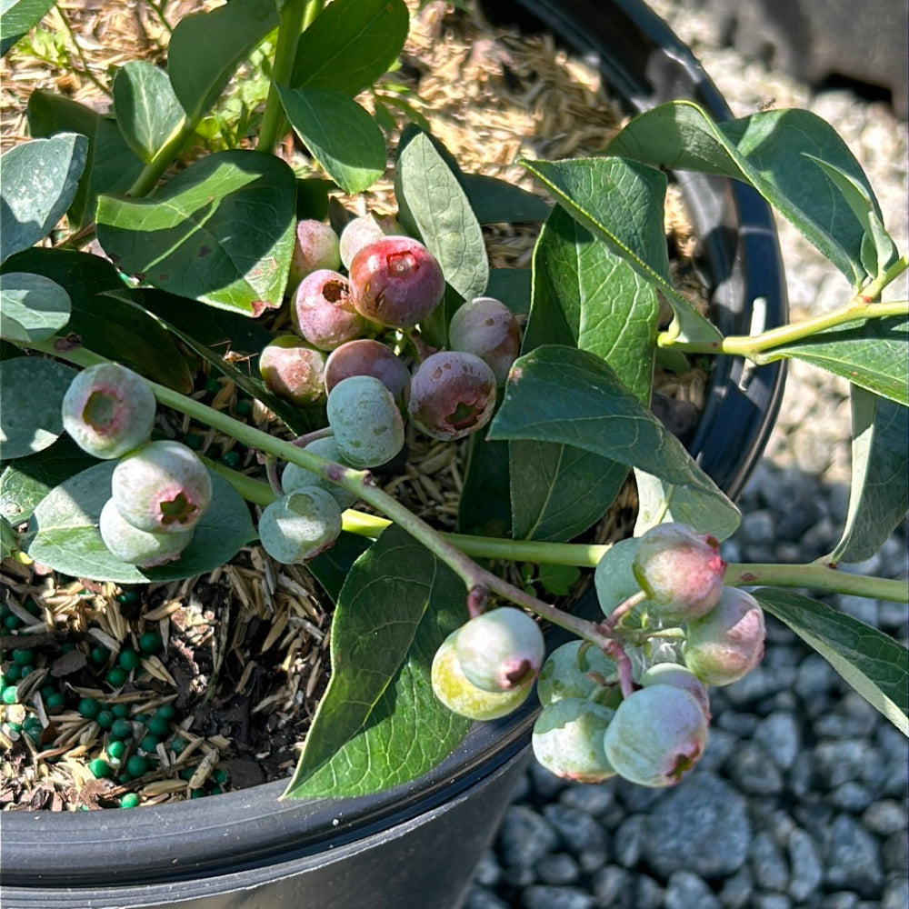 Titan Blueberry with very large bright blue berries