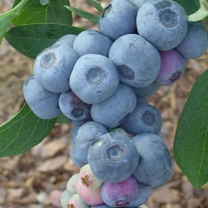 Titan Blueberry with very large bright blue berries