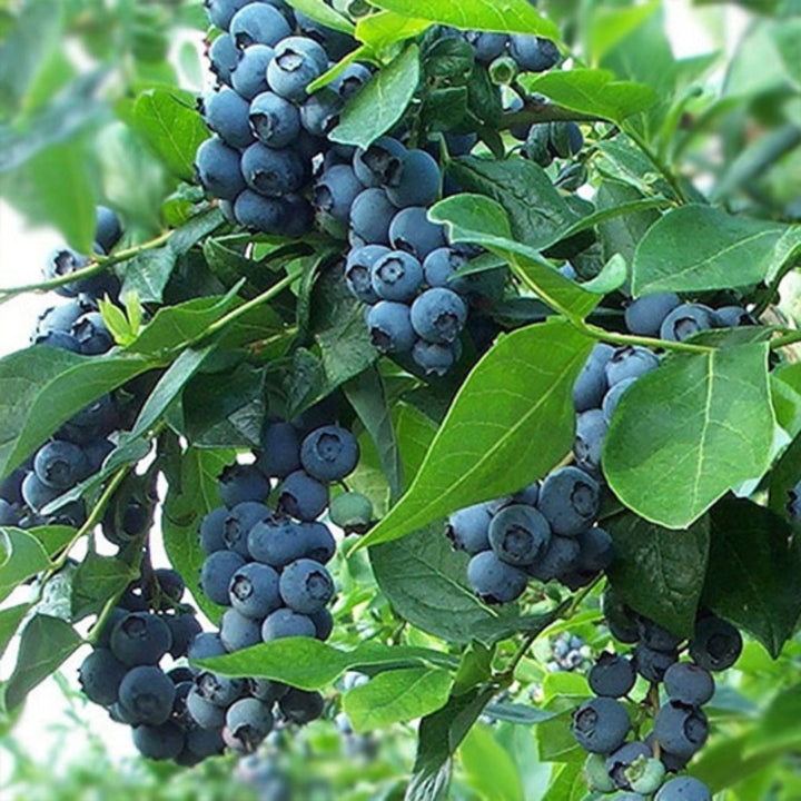 Titan Blueberry with very large bright blue berries