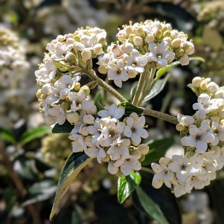 viburnum plant Viburnum Chindo