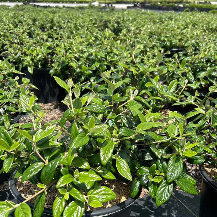 Conoy Viburnum with creamy white flowers and glossy dark green foliage