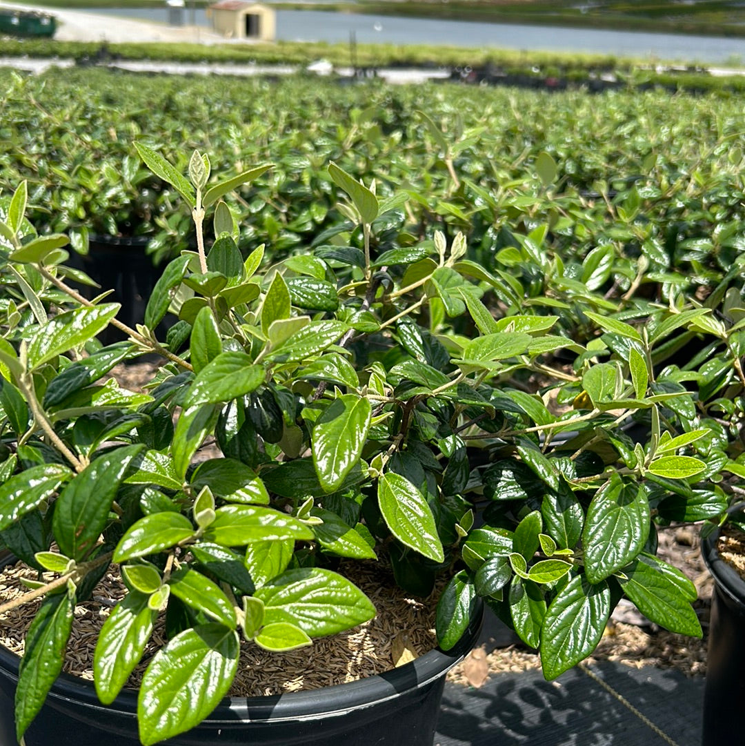 Conoy Viburnum with creamy white flowers and glossy dark green foliage