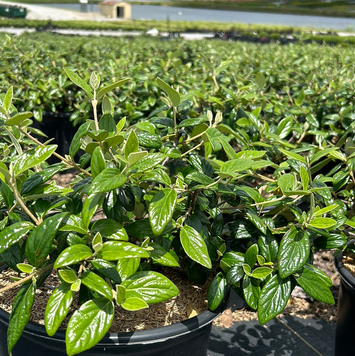 Conoy Viburnum with creamy white flowers and glossy dark green foliage