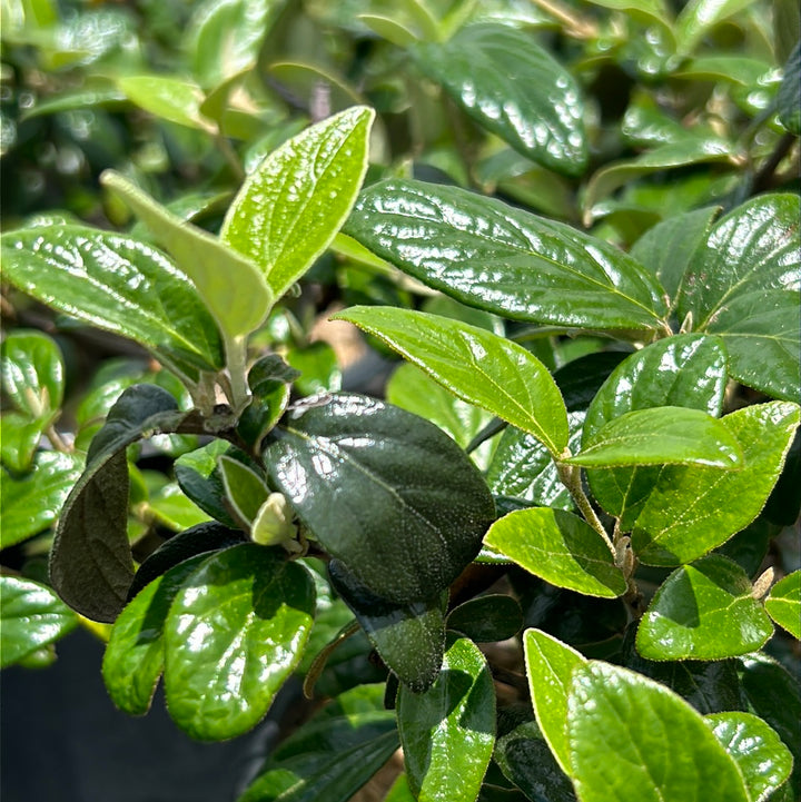 Conoy Viburnum with creamy white flowers and glossy dark green foliage