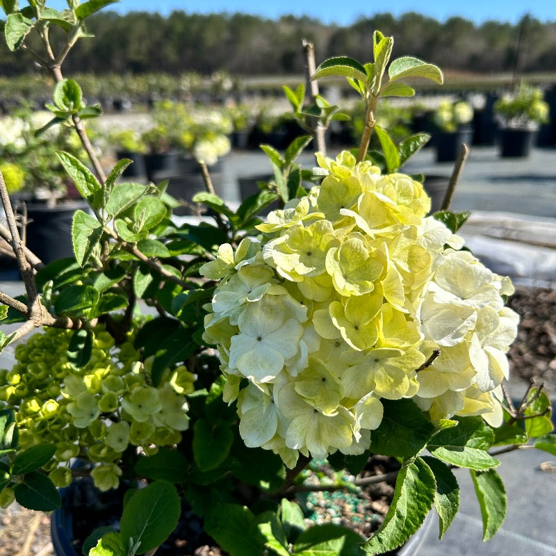 Viburnum m. Sterile | GoBuyPlants