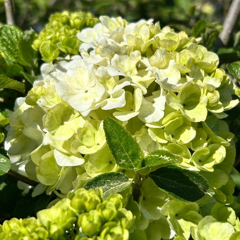 Viburnum m. Sterile | GoBuyPlants