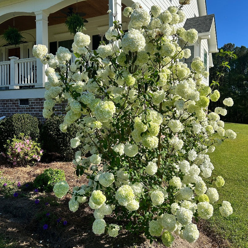 Chinese Snowball Viburnum with large white ball shaped flowers
