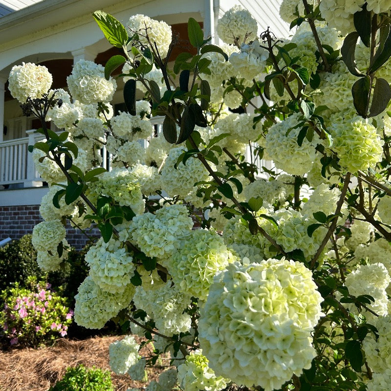 モンクレール　VIBURNUM Viburnum m. Sterile | GoBuyPlants