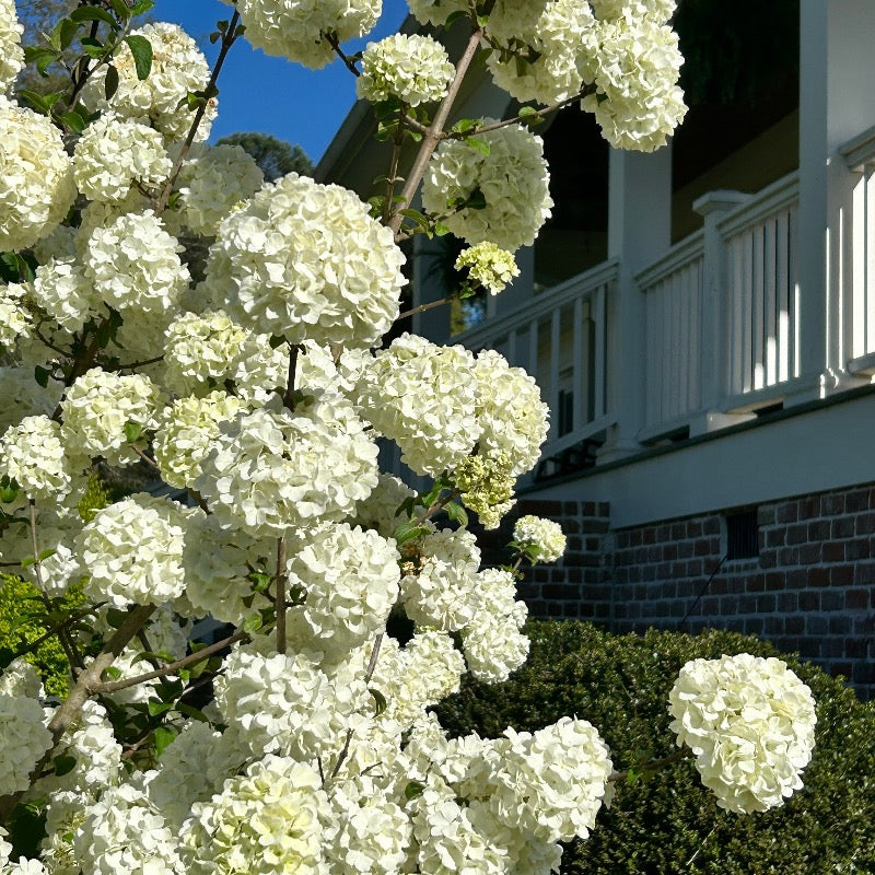 Viburnum m. Sterile | GoBuyPlants