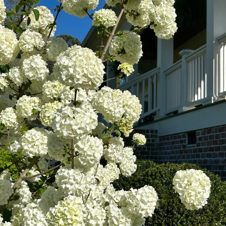 Chinese Snowball Viburnum with large white ball shaped flowers