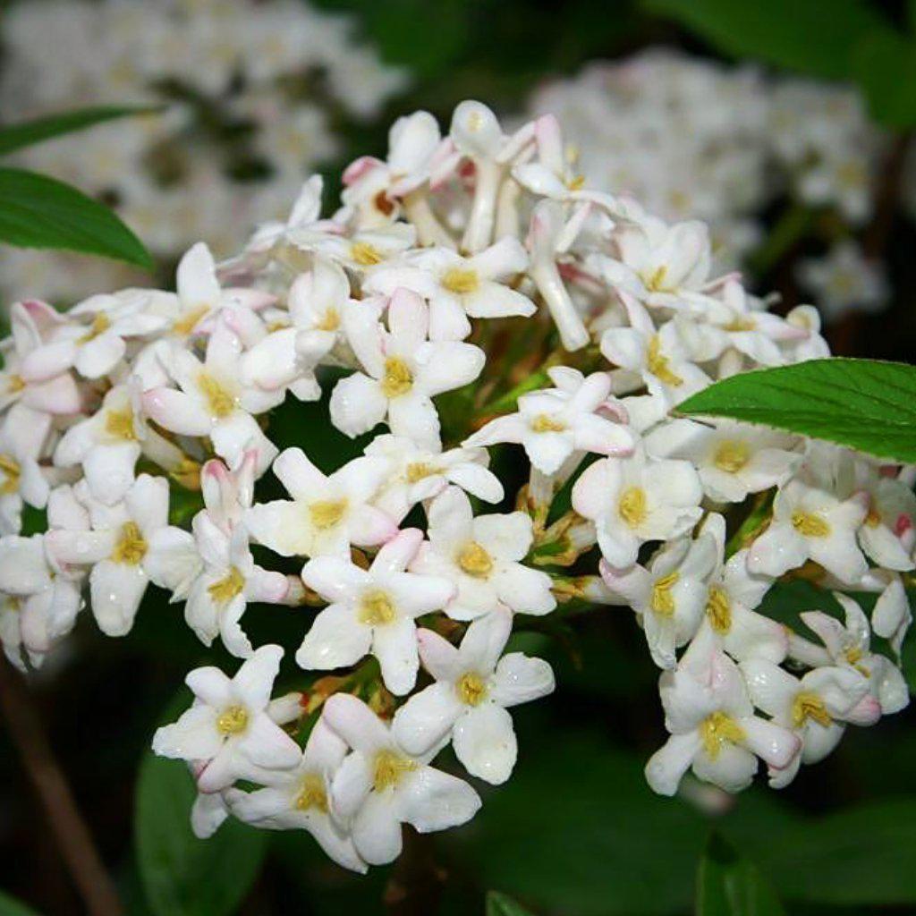 Mohawk Viburnum with dark red buds and fragrant white flowers