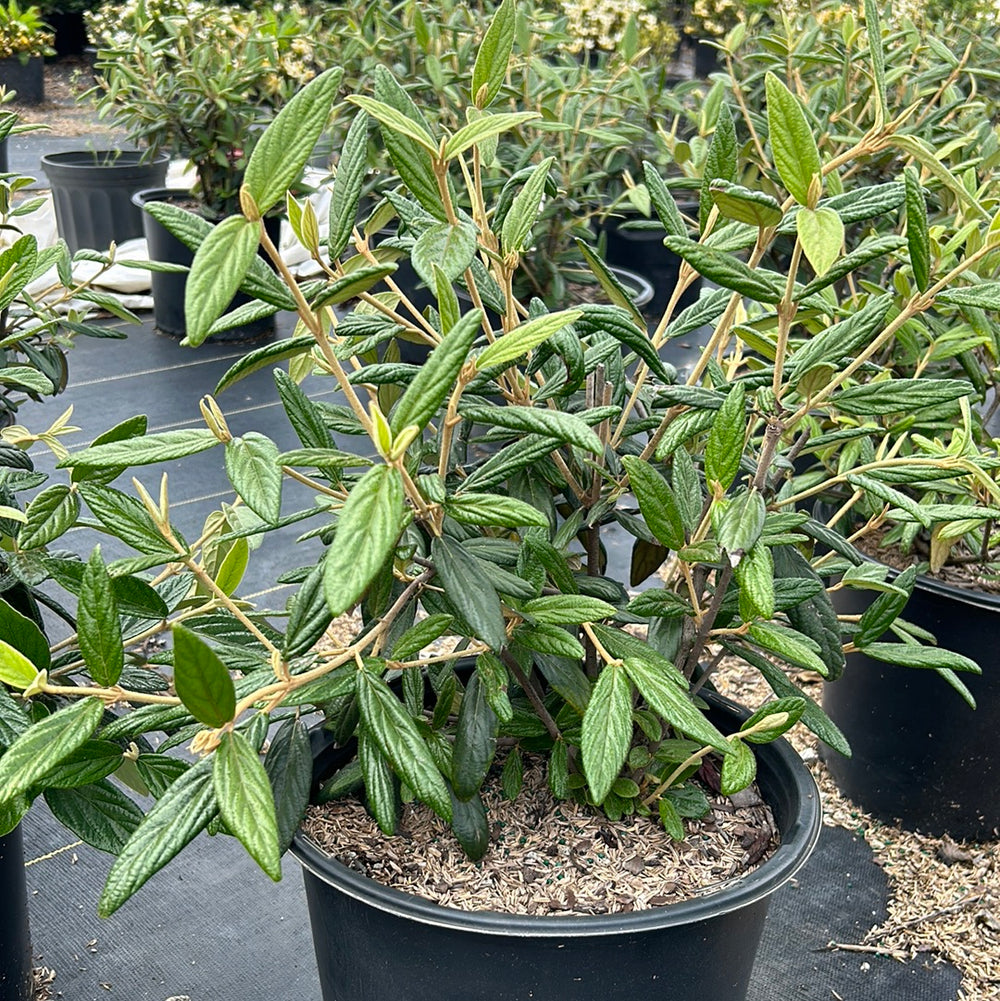 Prague Viburnum with creamy white flowers and dark green foliage