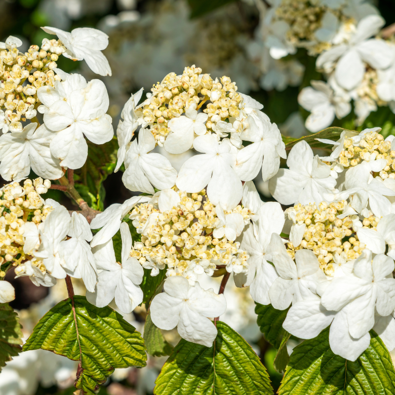 Shasta Viburnum with layered branches covered in white flowers