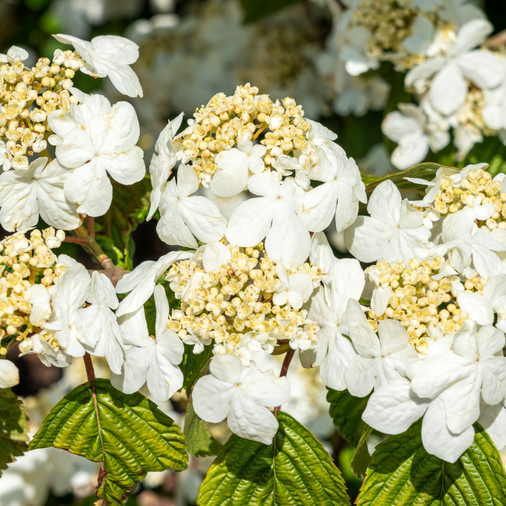 Shasta Viburnum with layered branches covered in white flowers