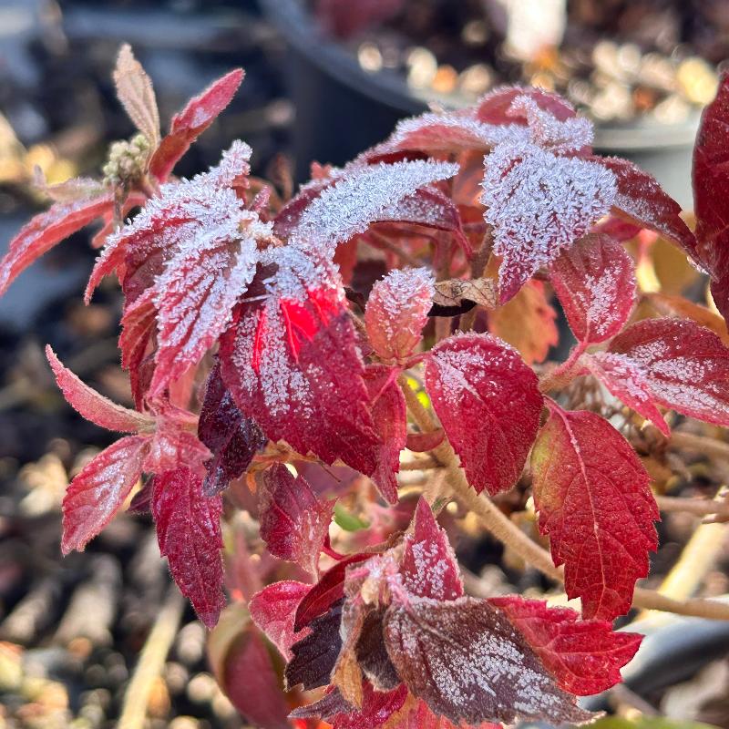 Shasta Viburnum with layered branches covered in white flowers