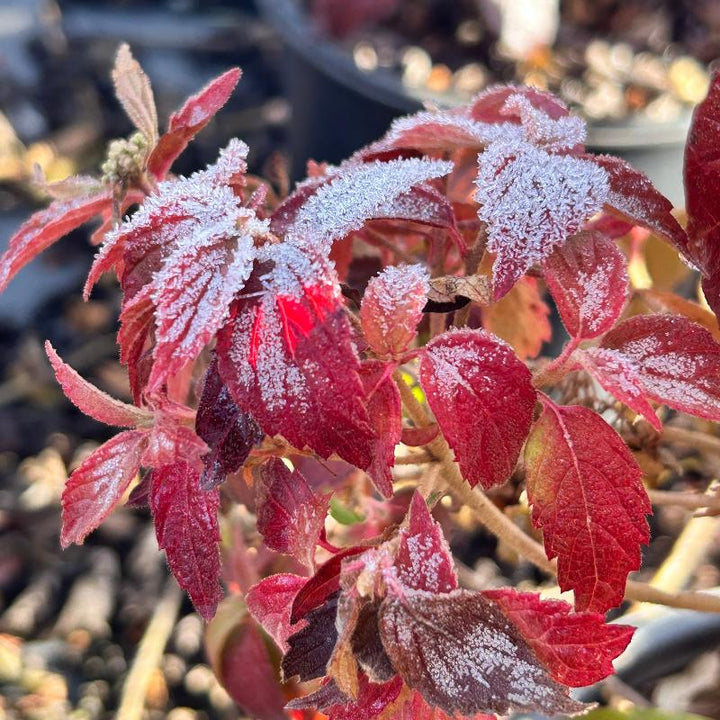 Shasta Viburnum with layered branches covered in white flowers