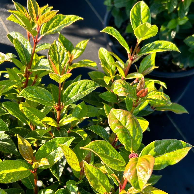 Spirit Viburnum with red new growth and white flowers