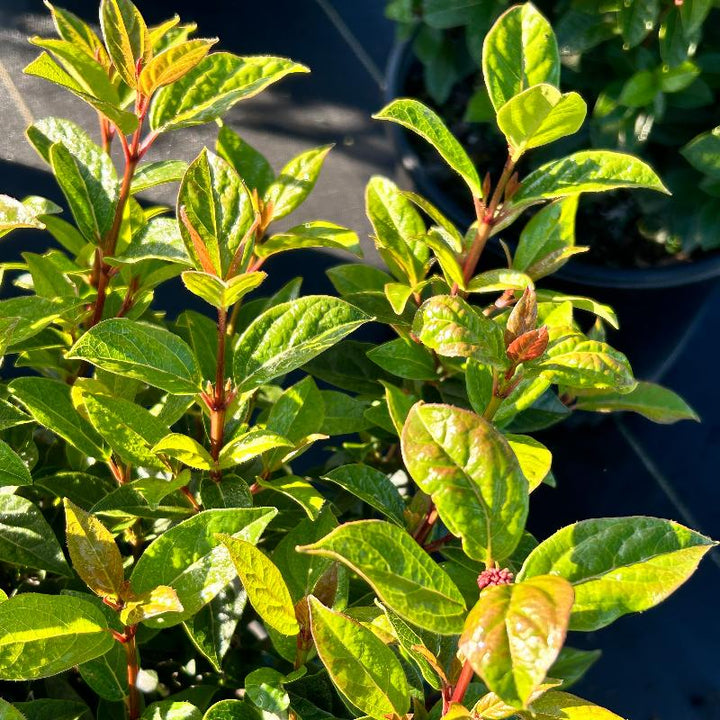 Spirit Viburnum with red new growth and white flowers