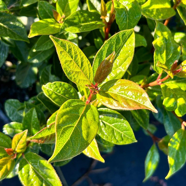 Spirit Viburnum with red new growth and white flowers