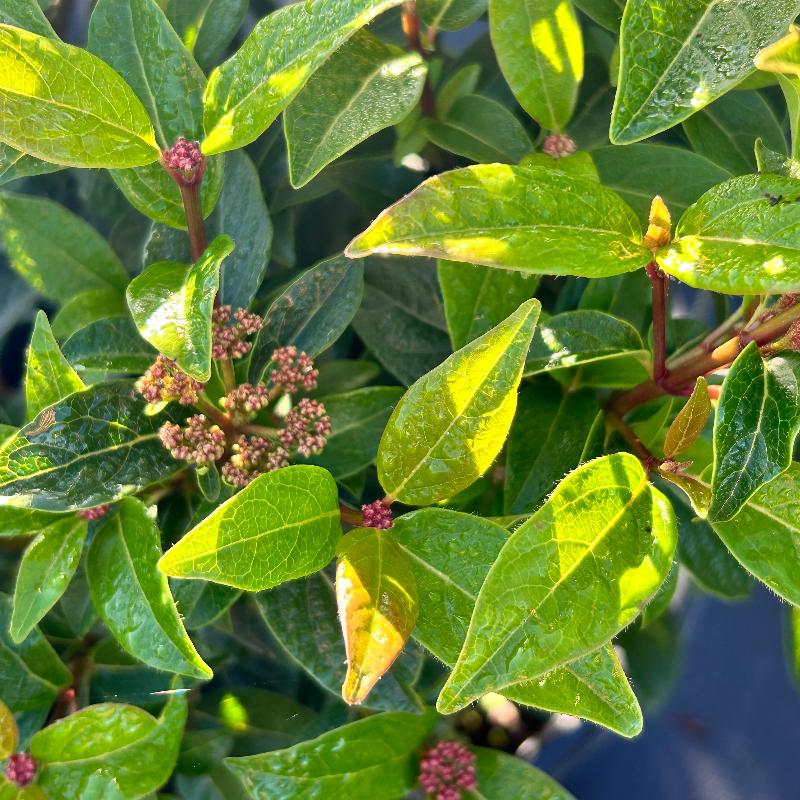Spirit Viburnum with red new growth and white flowers