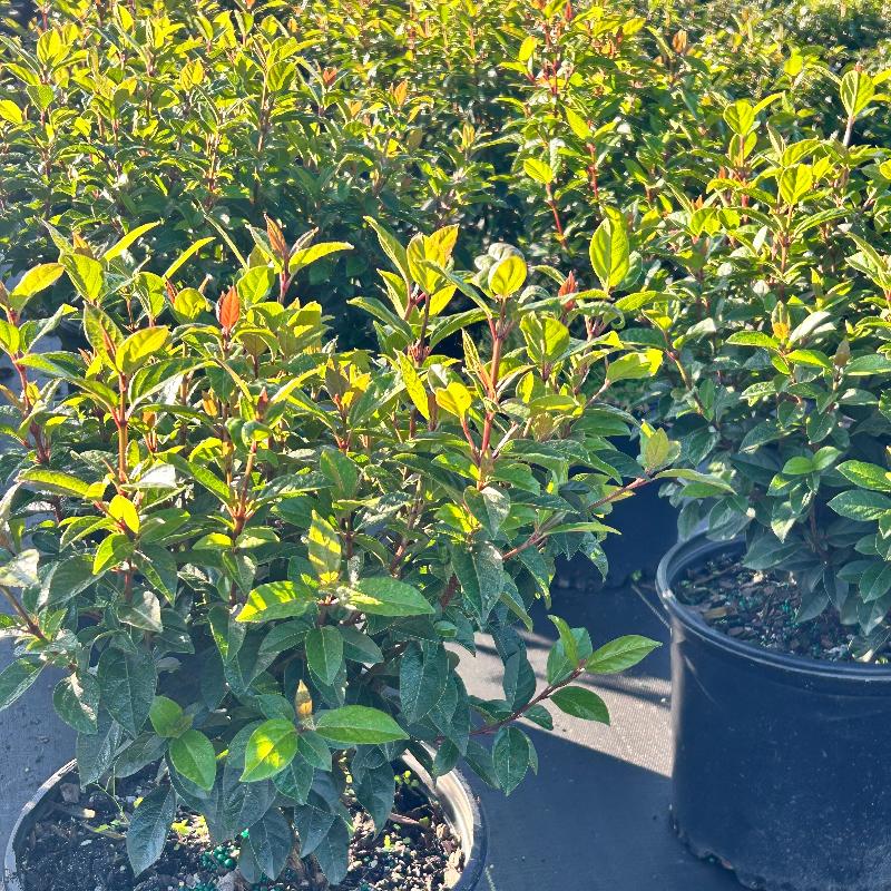 Spirit Viburnum with red new growth and white flowers