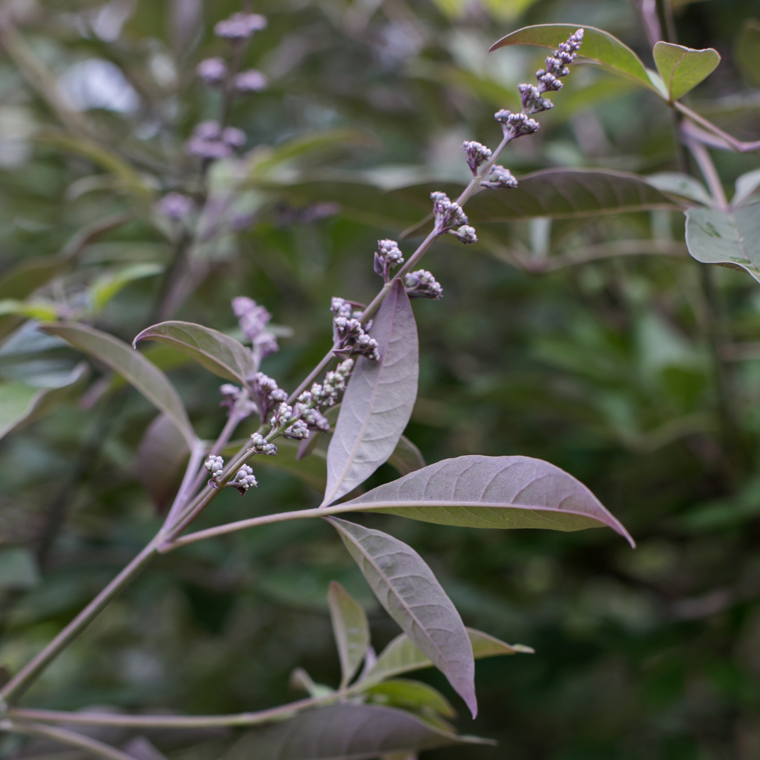 Flip Side Chaste Tree with lavender flowers and purple backed foliage