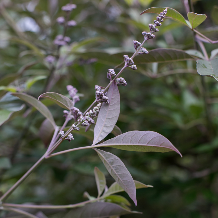 Flip Side Chaste Tree with lavender flowers and purple backed foliage