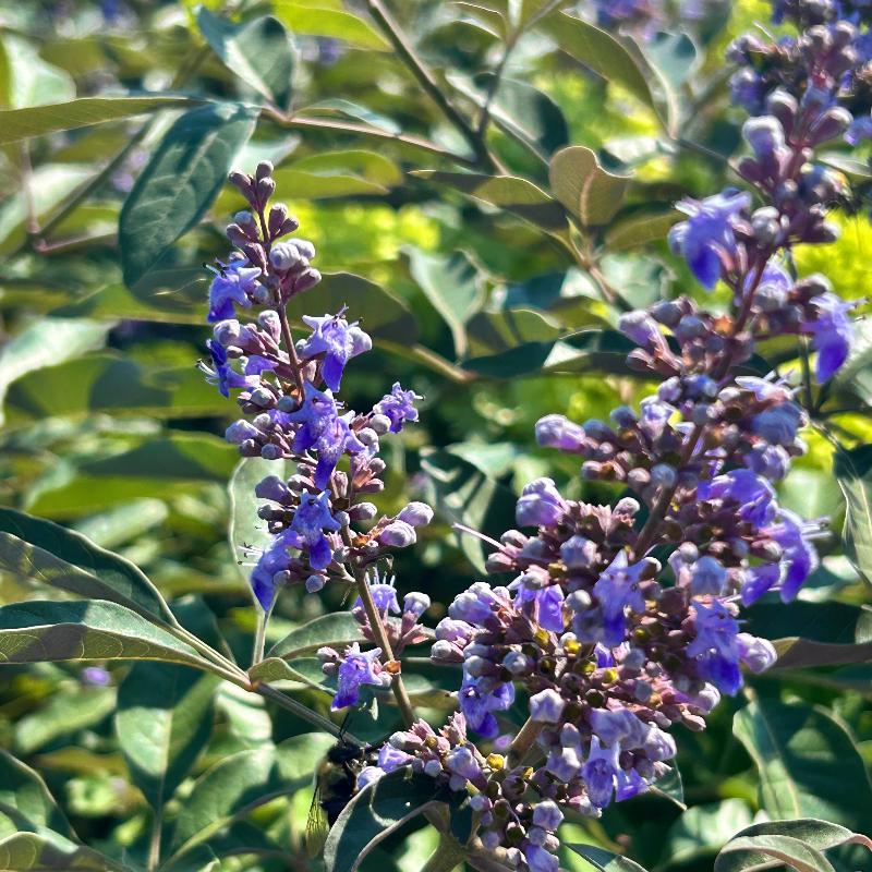 Flip Side Chaste Tree with lavender flowers and purple backed foliage