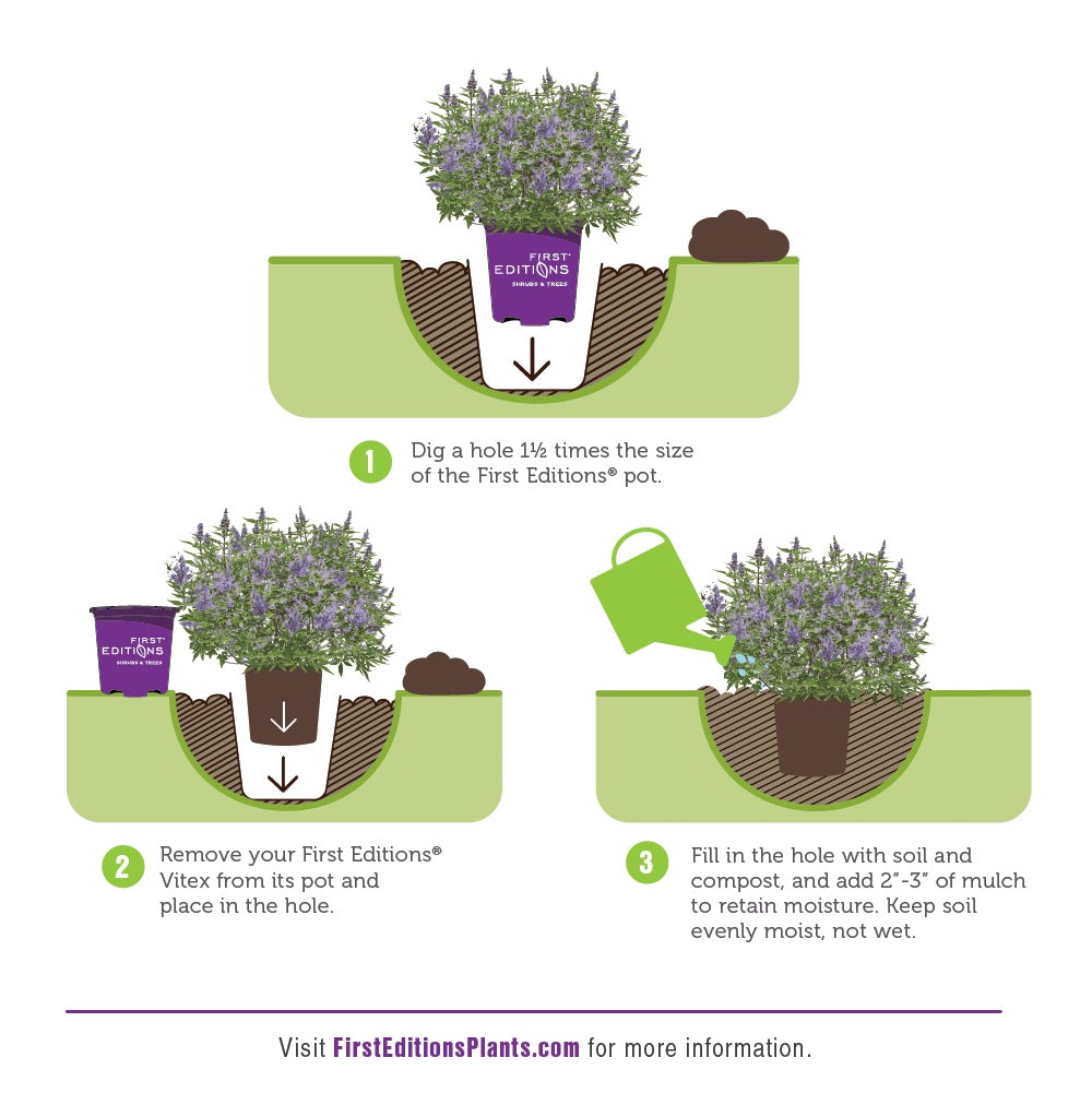 Flip Side Chaste Tree with lavender flowers and purple backed foliage