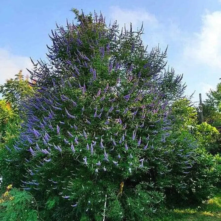 Shoal Creek Chaste Tree with fragrant lilac flower panicles