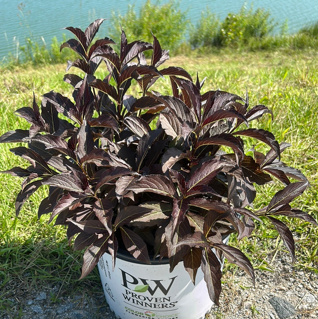 Spilled Wine Weigela with black purple foliage and hot pink flowers