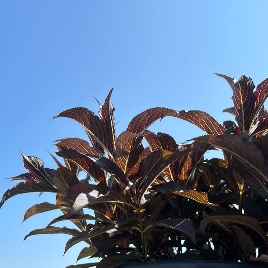 Spilled Wine Weigela with black purple foliage and hot pink flowers